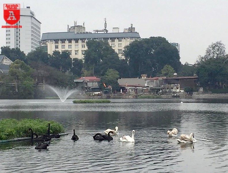 Đàn thiên nga ở hồ Thiền Quang vẫn có nguy cơ bị thương do lưỡi câu